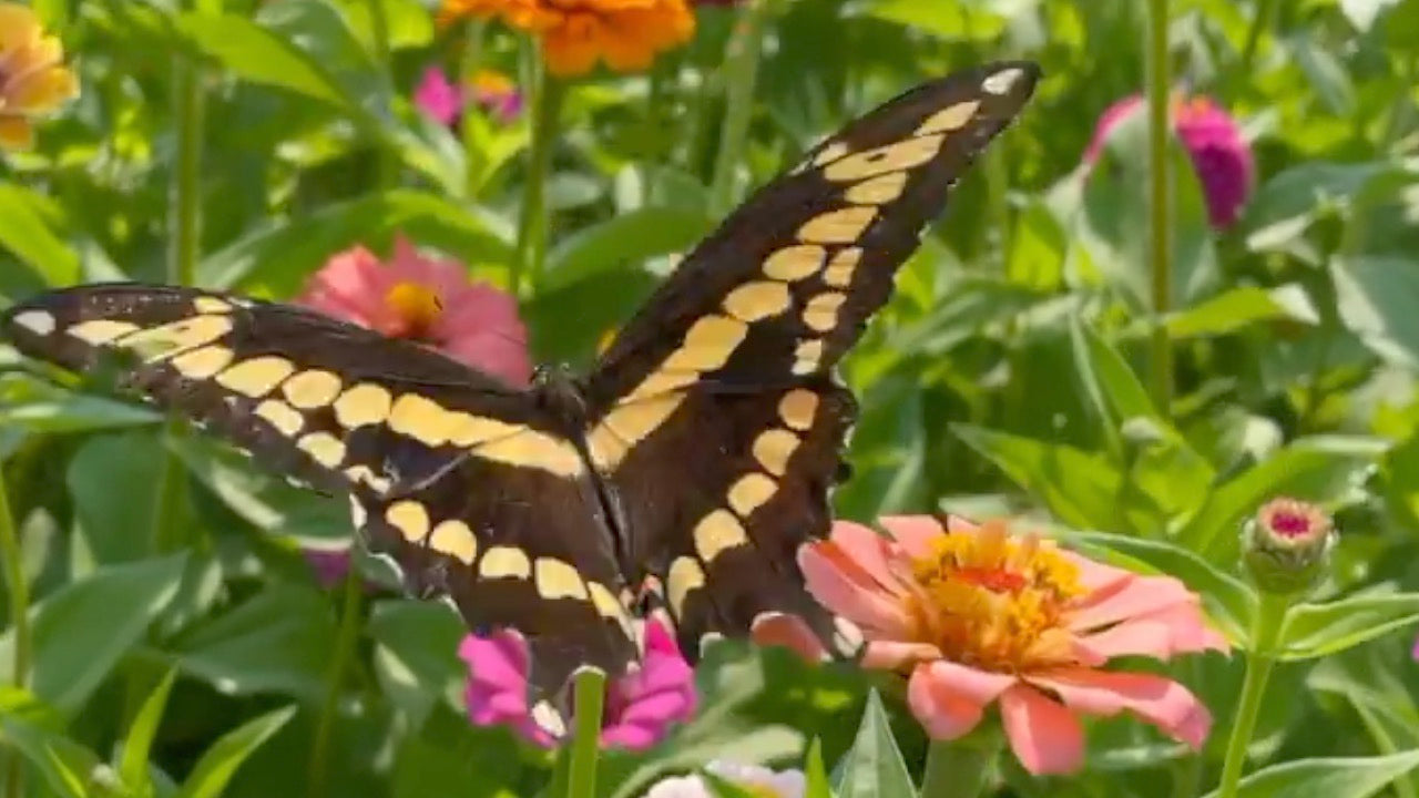 Load video: Giant swallowtail on zinnias grown from our dirt bubbles.