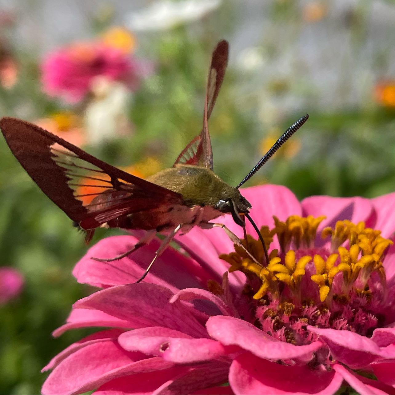 Zinnia Dirt Bubbles