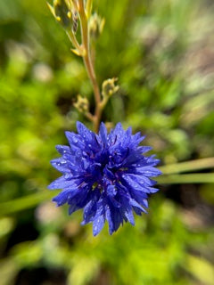 Fast Flowers Dirt Bubbles